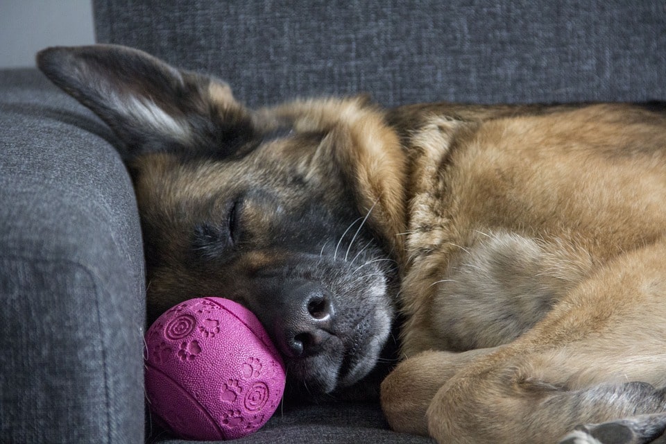 Halt Orsaker, behandling samt när man ska ringa veterinären? – SKHK ᐅ Greyhound Hund Racing och Hundkapplöpning